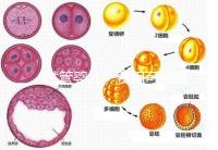 “試管嬰兒”費(fèi)用可報(bào)銷(xiāo)!11月1日起,患者可在柳人醫(yī)享受新政迎“好孕”