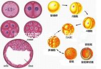 卵泡破裂后多久排卵？要想受孕更容易，這個時間別錯過！