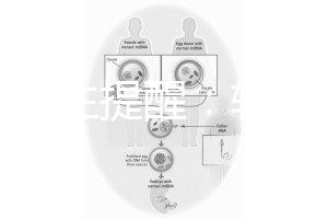 兒科醫生提醒：輪狀疫苗有不良反應，輕微表現持續時間短