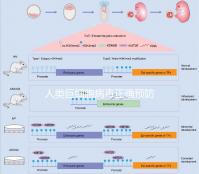 人類巨細胞病毒正確預防措施,10個月懷孕生子不是夢