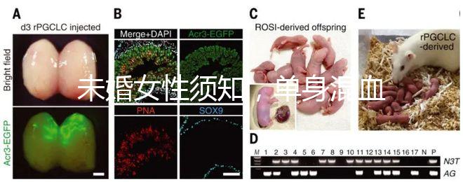 未婚女性須知，單身混血試管不是你想做就能做！
