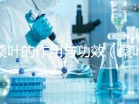 桑葉的作用與功效(桑葉的作用與功效及副作用降血糖)