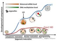寶寶接種水痘疫苗后≠100%安全，不知道怎么辦看這3點