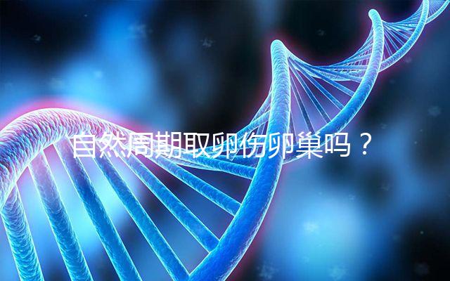 自然周期取卵傷卵巢嗎?對女性的這3大影響不能忽視