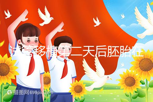 試管移植第二天后胚胎在干嘛!子宮內(nèi)游走居無(wú)定所