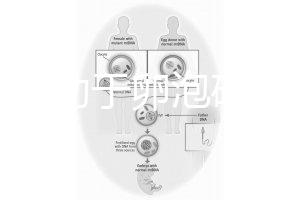 跳繩有助于卵泡破裂嗎？4種有效手段值得入手