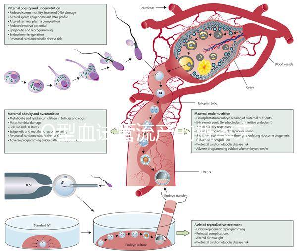 O型血試管流產的概率來了，不知道該怎么辦